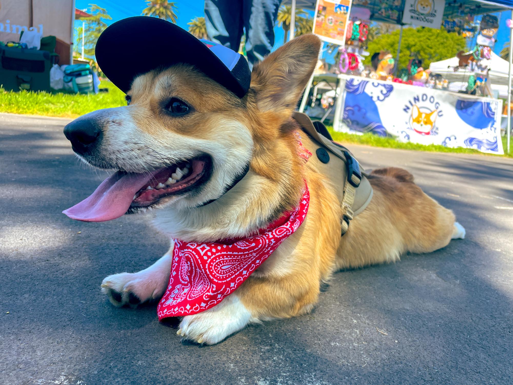 Low and loveable: StumpyCon in photos
