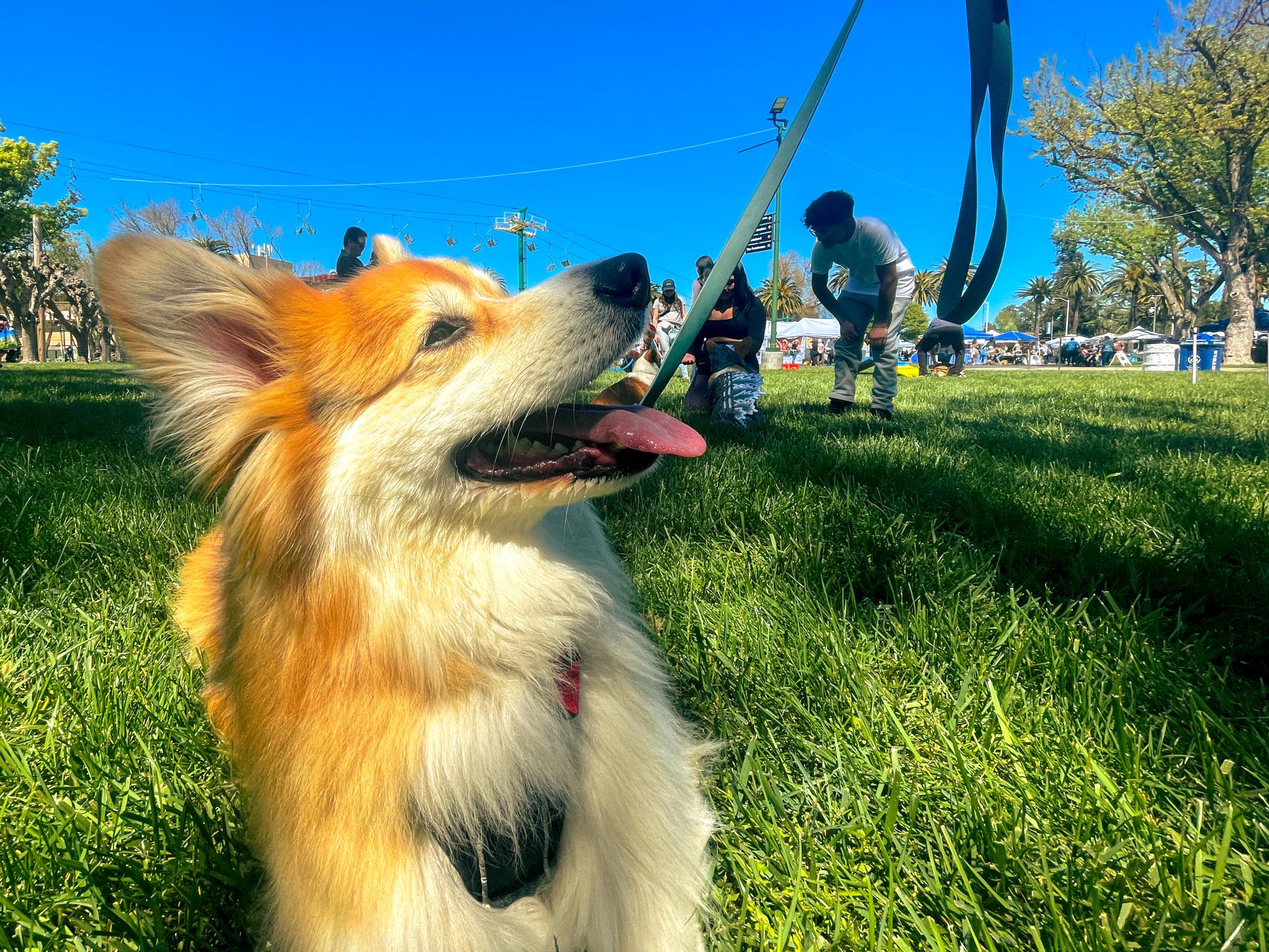 Low and loveable: StumpyCon in photos