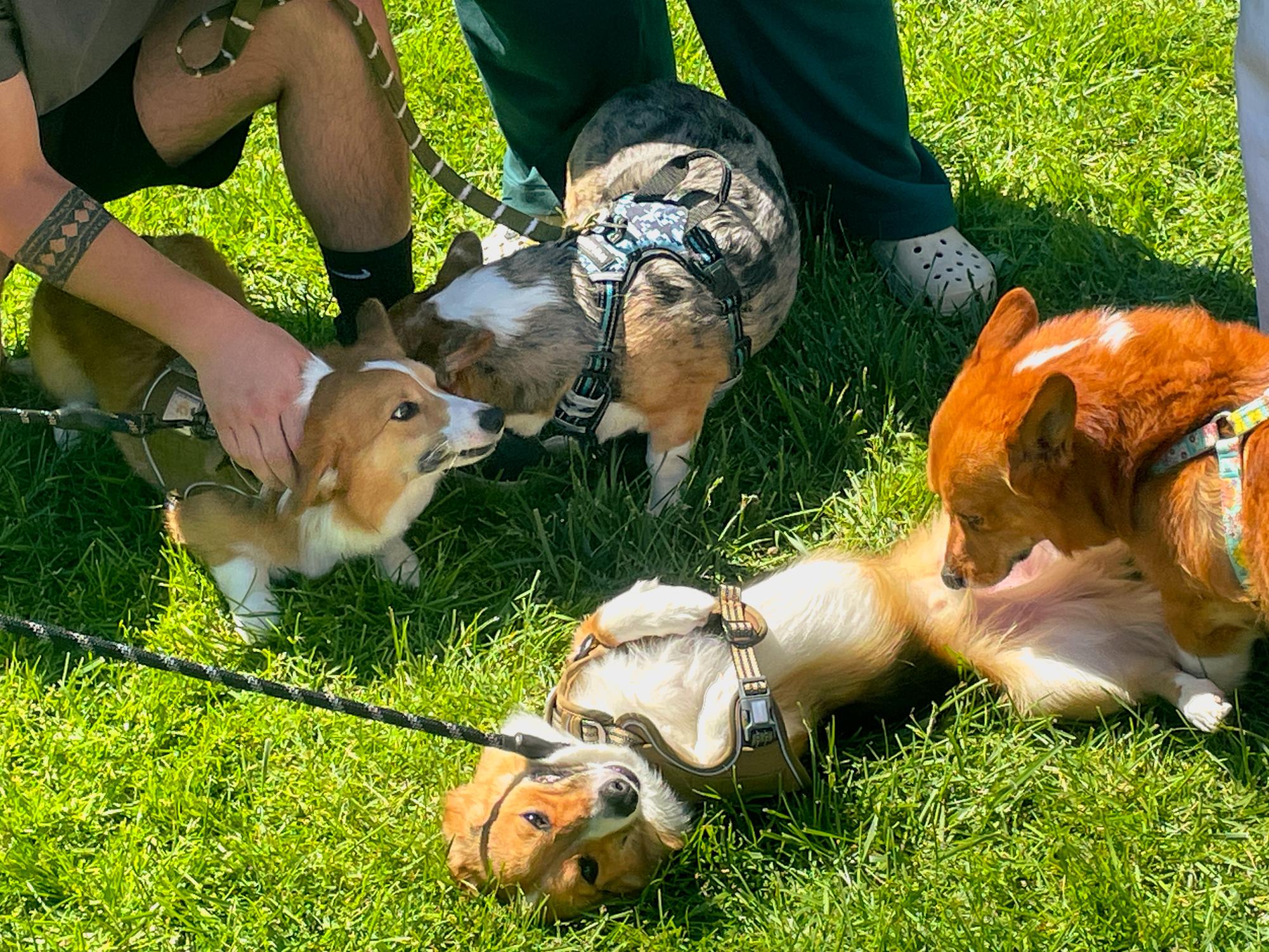 Low and loveable: StumpyCon in photos