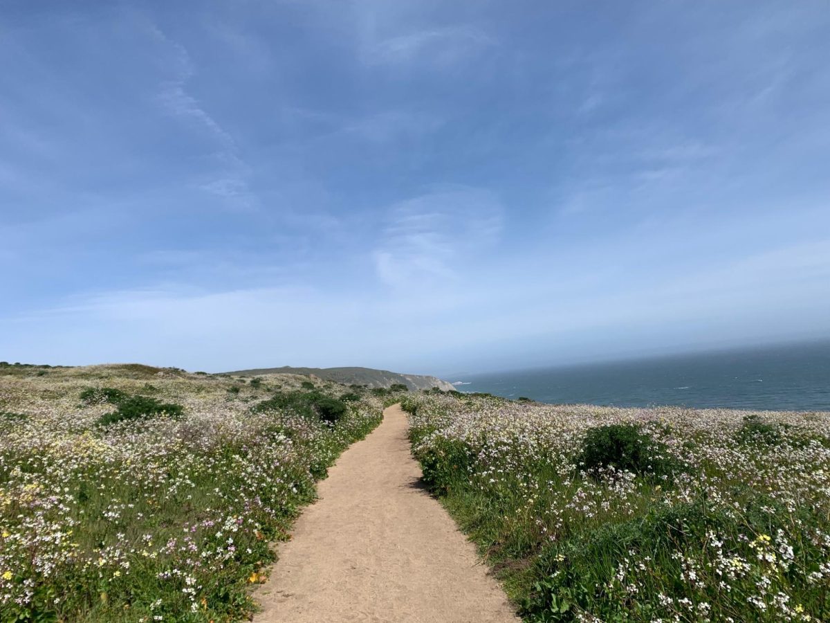Tomales Point Trail at Point Reyes is a trail that offers beautiful views and has an abundance of flowers and vegetation.