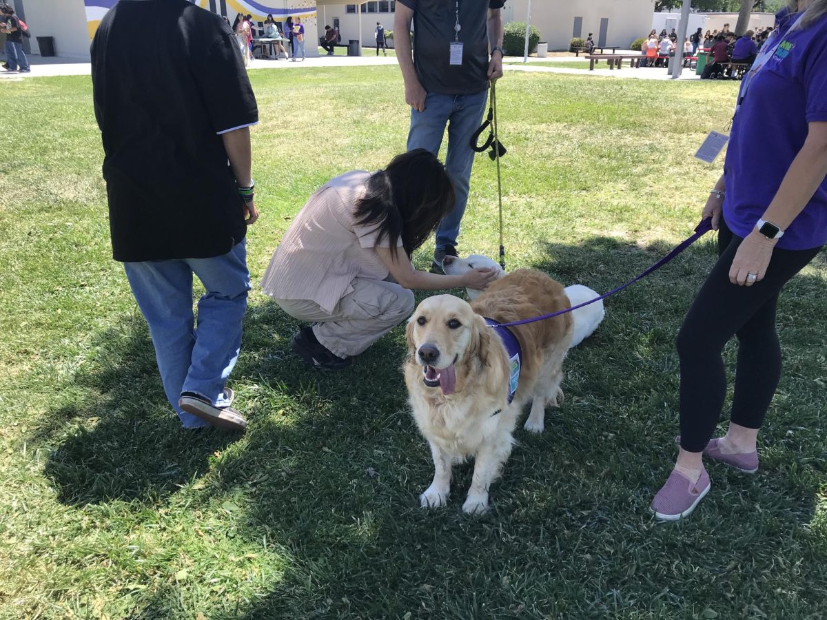 Therapy dogs were invited to campus for every day of Mental Health Awareness Week.