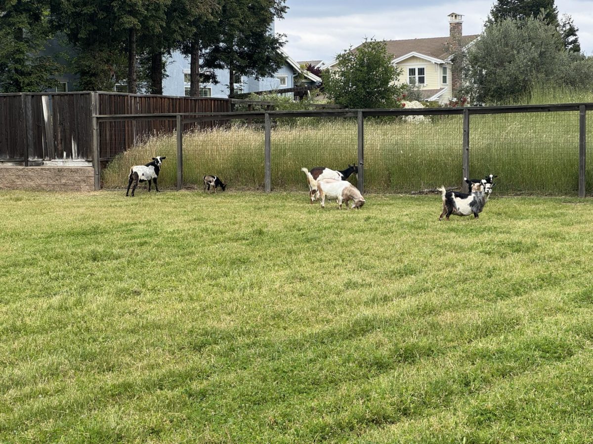 Yovino's goats are running in the backyard farm.