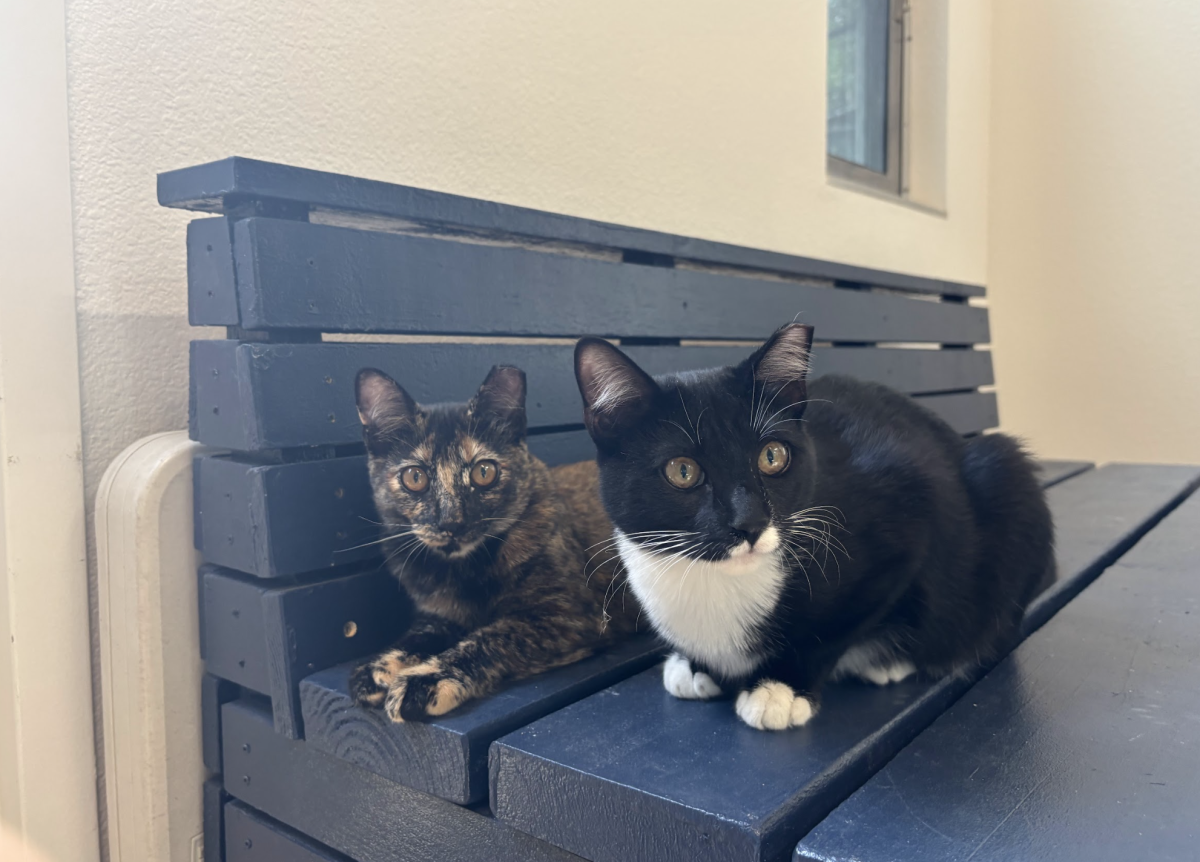 Two feline residents of Valley Humane Society sit side by side, ready for adoption.