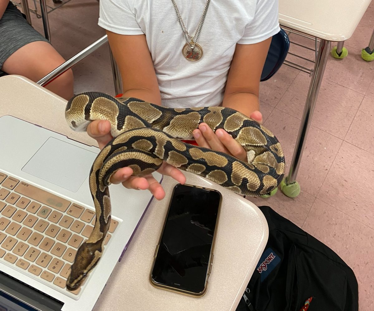 Students were familiar and friendly with Cesar, even taking him out of his tank to hold  occasionally. Cesar was perceived as friendly and docile.