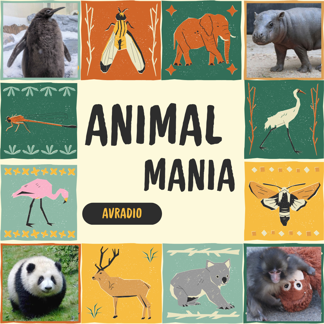 Animal Mania: Why the Internet Loves Animals