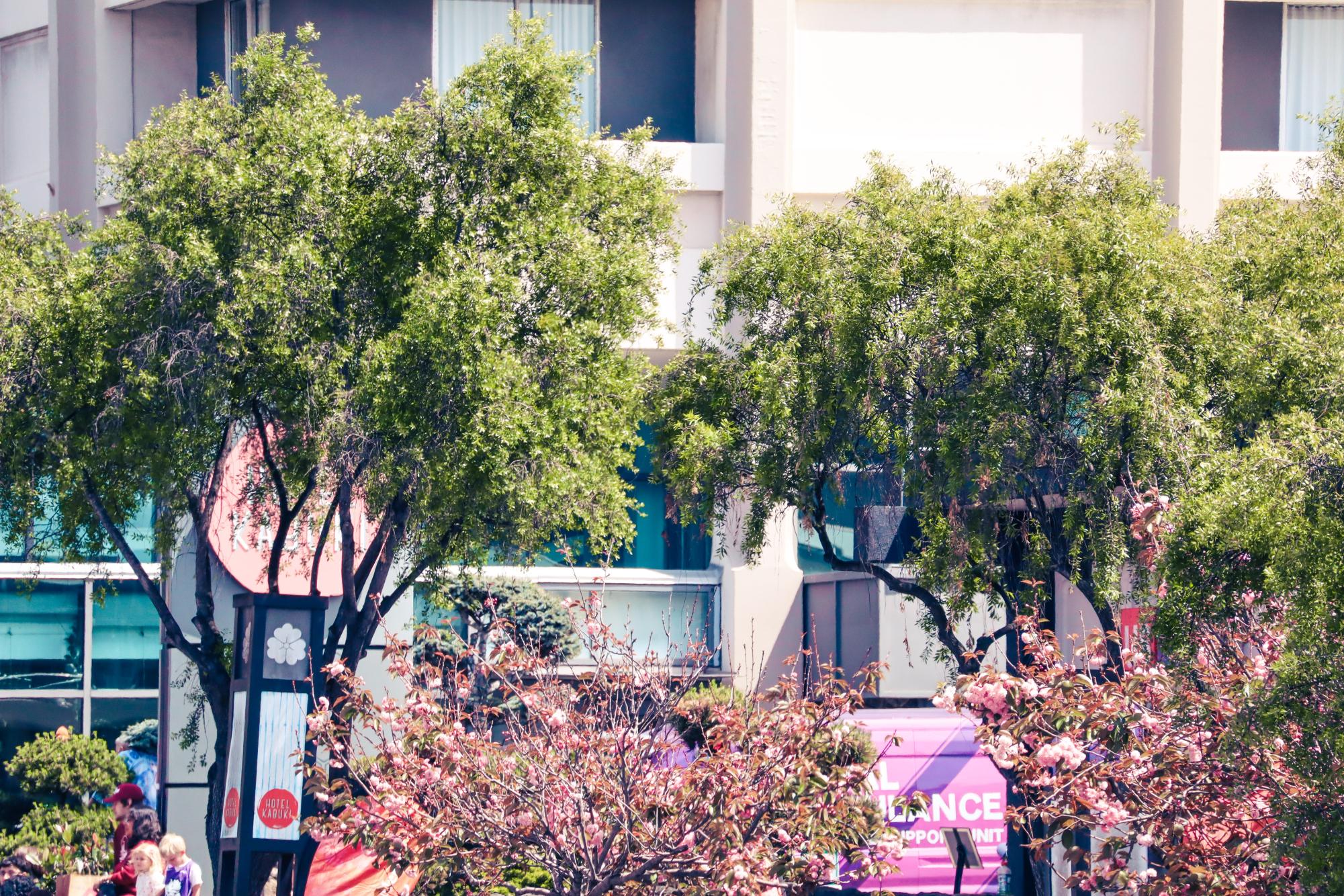 SF's Cherry Blossom Festival Brings a Taste of Home to Many