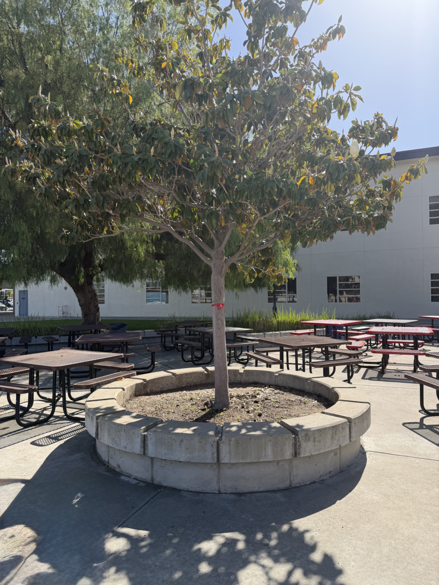 Various places around campus had red ribbons tied around them for Red Ribbon Week.
